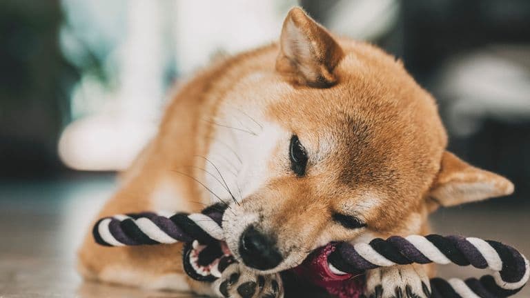 House of Doge Launches Dogecoin Reserve