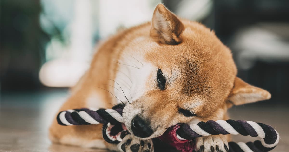 House of Doge Launches Dogecoin Reserve