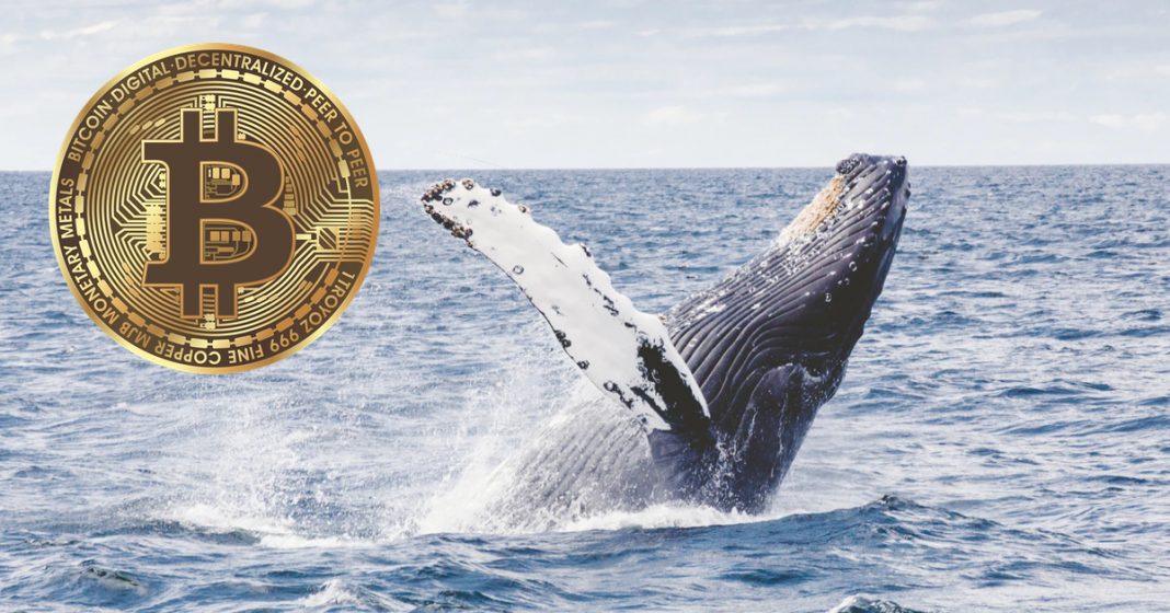 bitcoin whale buys