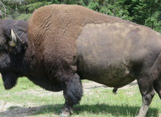 Crypto.com Integrates Bison Trails Ahead of Upcoming Mainnet