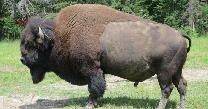 Crypto.com Integrates Bison Trails Ahead of Upcoming Mainnet