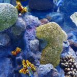 Reef Finance To Partner With Binance