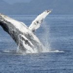 Curve Finance Launches Cross-Asset Swaps for Whales