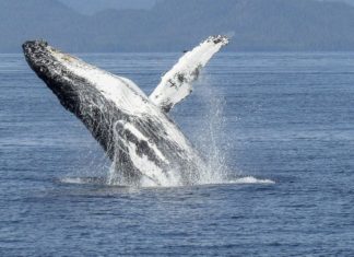 Curve Finance Launches Cross-Asset Swaps for Whales