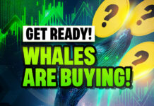 Crypto Whales Are Buying These 3 Altcoins