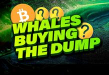 Crypto Whales are Secretly Buying The Dump | BTC or Altcoins?