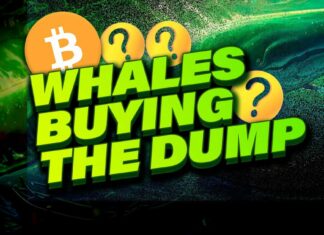 Crypto Whales are Secretly Buying The Dump | BTC or Altcoins?