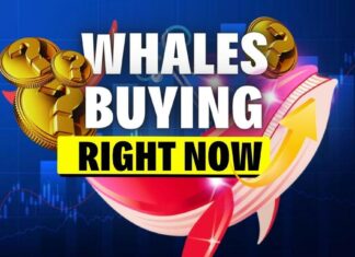 BULLRUN ACCUMULATION SURGES | Whales are Buying!