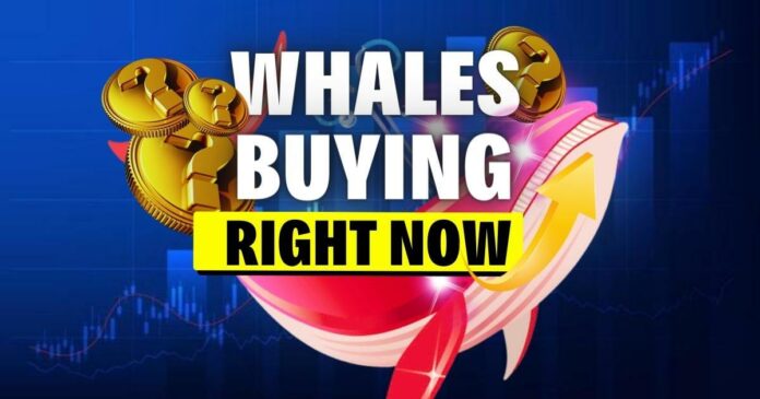 BULLRUN ACCUMULATION SURGES | Whales are Buying!