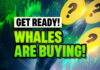 Crypto Whales Are Ready For the Bull Run, Are You?